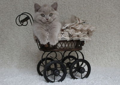 Portrait of cute kitten in basket