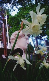 Close-up of white flowers