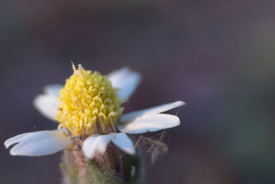 Close-up of yellow flowering plant