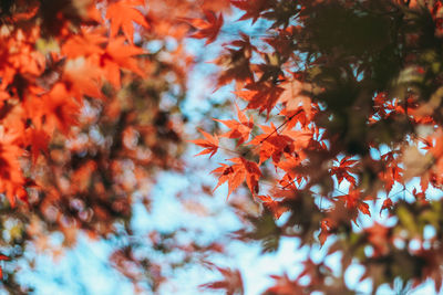 Close-up of maple tree during autumn