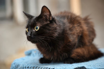 Close-up of black cat at home