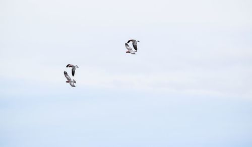 Low angle view of birds flying in sky