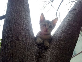 Low angle portrait of cat on tree against sky