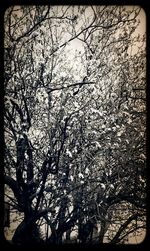 Bare trees against the sky