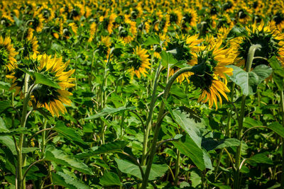 Close-up of yellow sunflower blooming in field