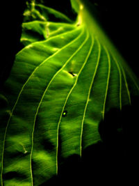 Close up of leaf