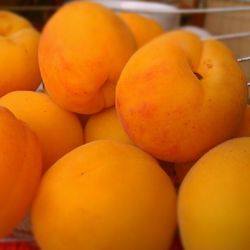 Close-up of oranges