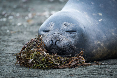 Close-up of elephant seal sleeping on beach