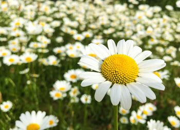 Close-up of white flowers blooming outdoors