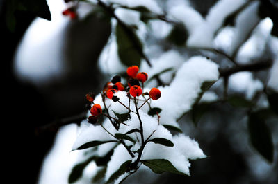 Close-up of red leaves on tree