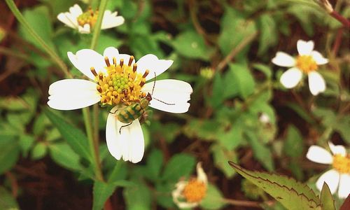 Close-up of white flowers