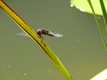 Close-up of insect on plant