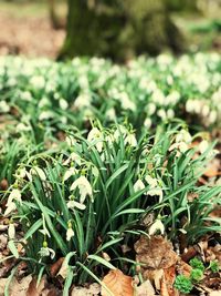 Close-up of fresh green grass in field