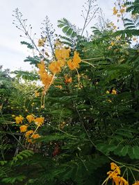 Close-up of yellow flowering plant