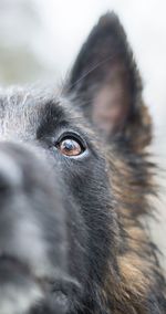 Close-up portrait of black dog