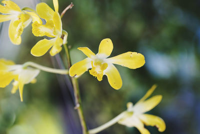 Close-up of yellow flowering plant