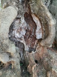 Close-up of tree trunk