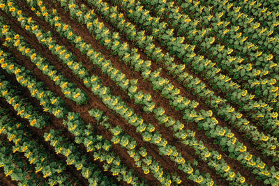 Top aerial view of sunflower plantation field just before sunset. agriculture drone shots. 