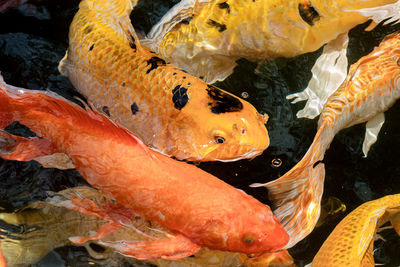 High angle view of koi carps swimming in sea