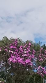 Close-up of pink flowers against sky