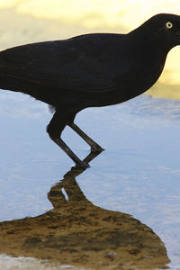 Close-up of duck on lake against sky