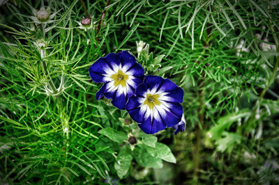 Close-up of purple flowering plants