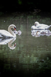 Swan family on water