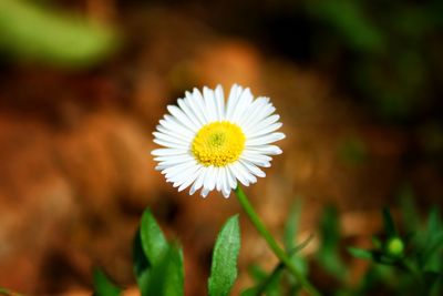 Close-up of white daisy flower