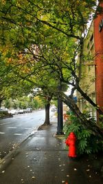 Trees by road in city