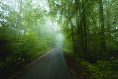 Road amidst trees in forest