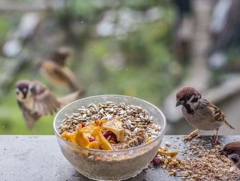 Close-up of bird eating food