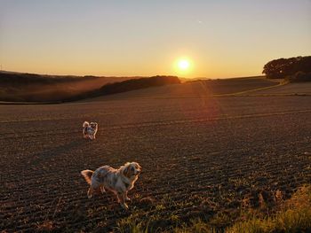 View of dog on beach during sunset