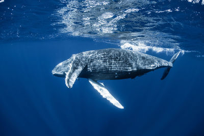 Close-up of turtle swimming in sea