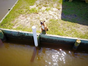 High angle portrait of dog sitting by water