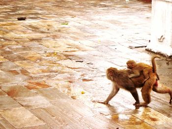 Monkey on stone wall