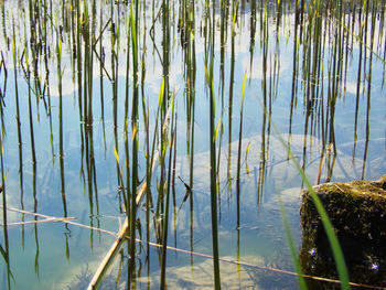 Close-up of plants growing by lake