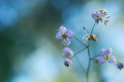 Close-up of purple flowers