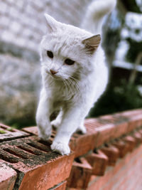 Close-up of a cat