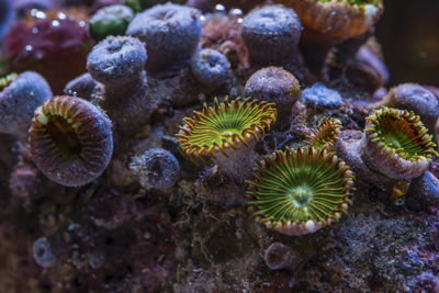 Colored corals in a marine aquarium. macro photography.