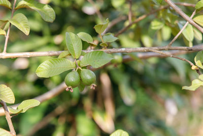 Close-up of fruit growing on tree