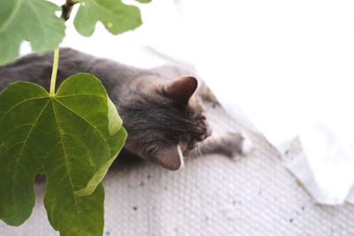 Close-up of cat