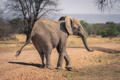 Elephants walking on field