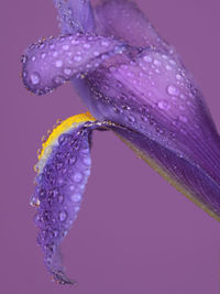 Close-up of water drops on purple flower