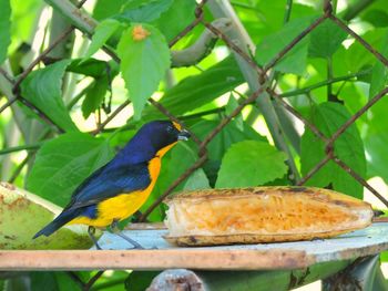 Close-up of bird perching on tree