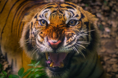 Close-up portrait of a cat