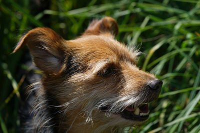 Close-up of a dog on field