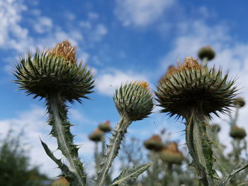 Close-up of thistle against sky