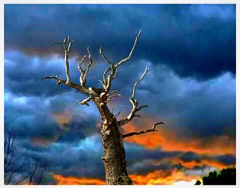 Bare tree against landscape