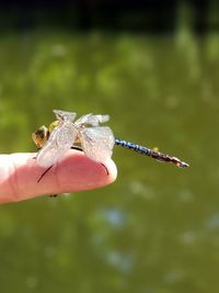 Close-up of hand holding lizard