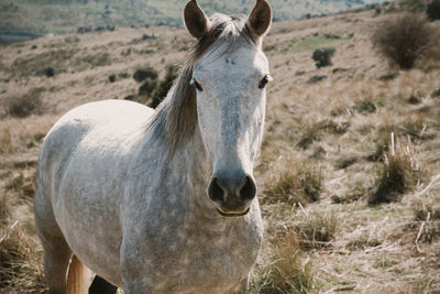 Portrait of a gray horse grazing in the mountains.